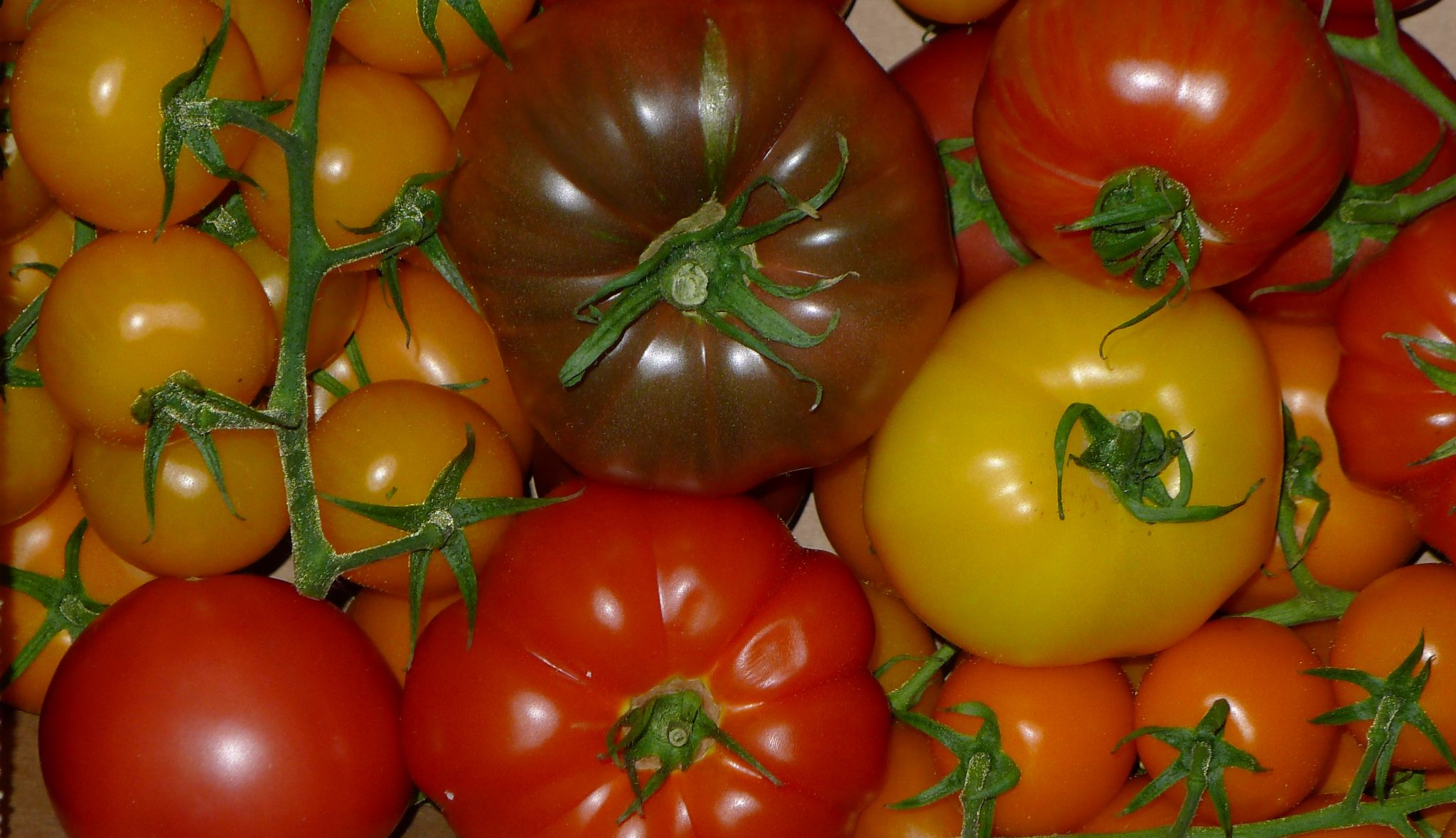 Around The World: Tomatoes - Eurofresh Distribution