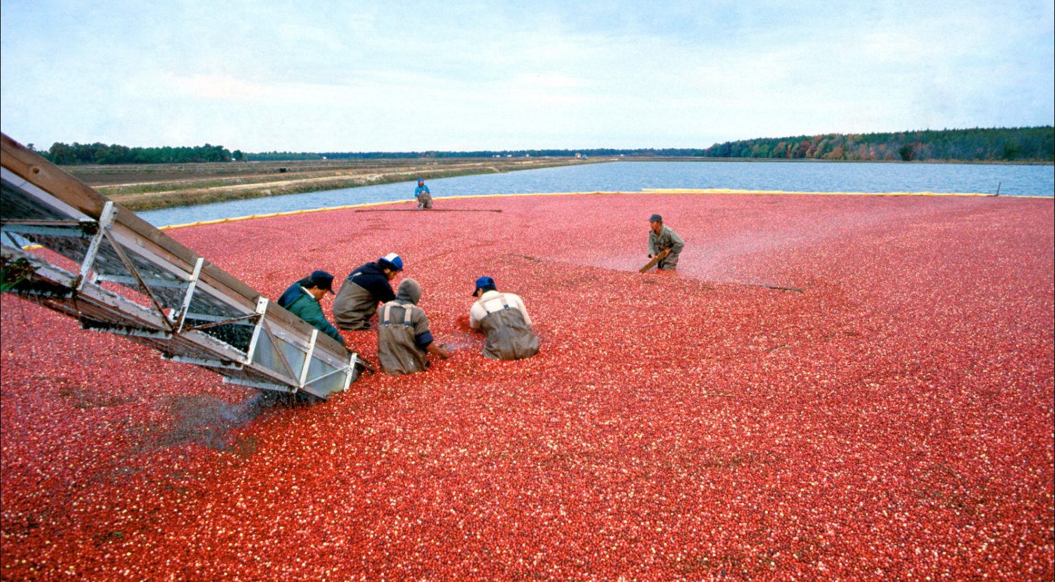 Dried berries driving growth in US cranberry exports Eurofresh