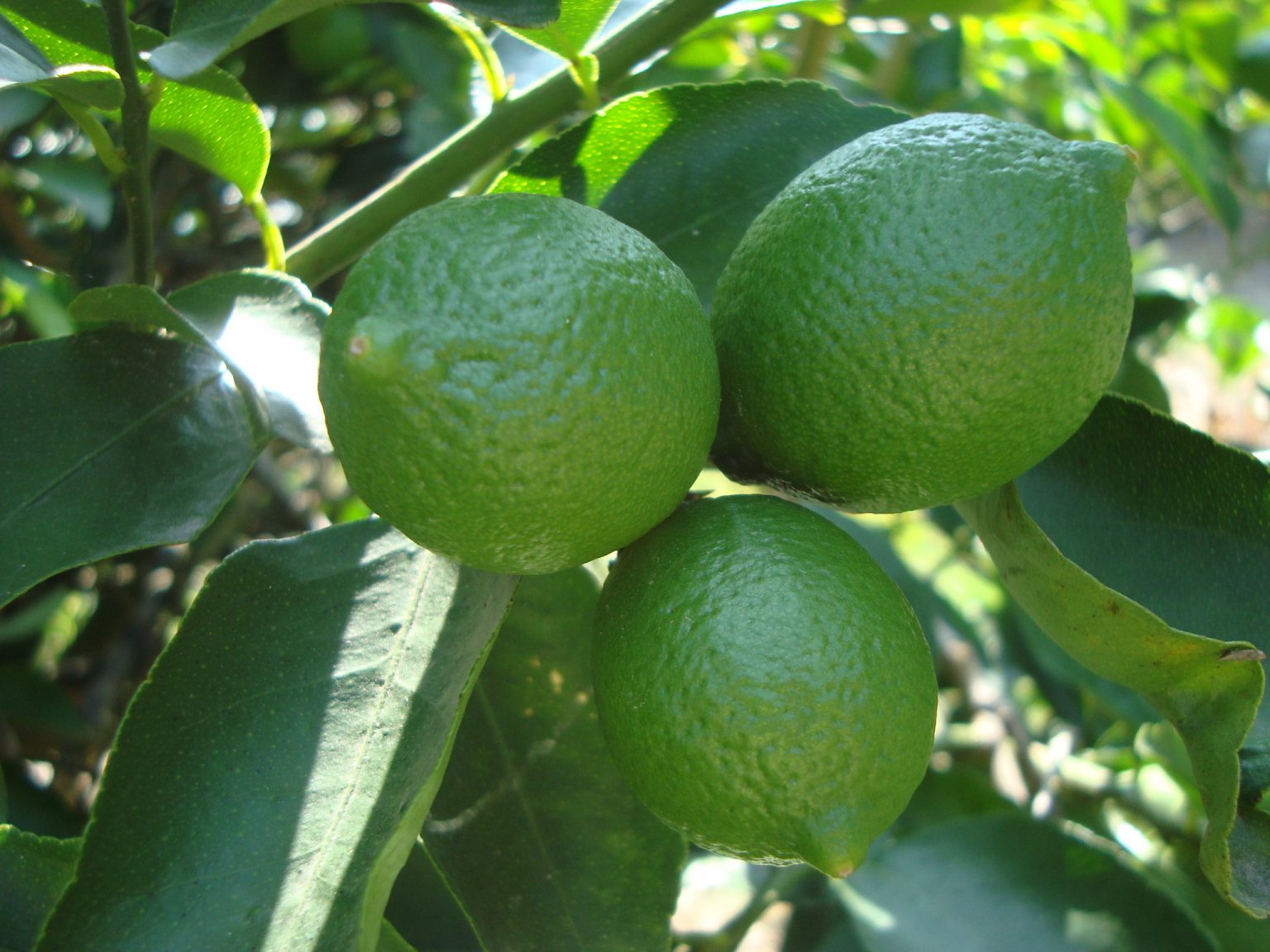 Mexico’s lemon and lime production up slightly – Eurofresh Distribution