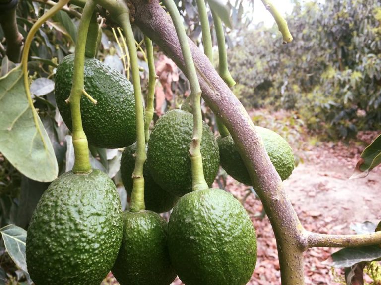 Mexico’s avocado production set to rise in 2017/18 to around 1.9 ...