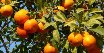 Large EU citrus crop in 2018/19 campaign