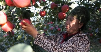 Chinese demand top-quality apples