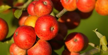 China and EU experience contrasting apple crops