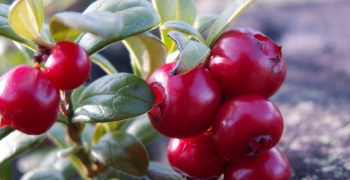 Russian growers of berries will discuss the berry market outlook at Berries of Russia conference