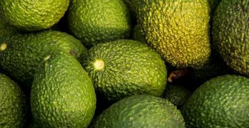 Strong growth forecast for Australian avocado 