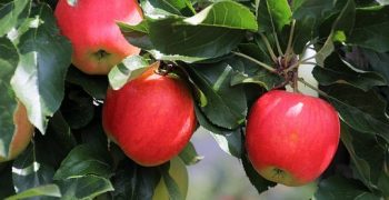 Bulgaria’s apple crop falls 13%