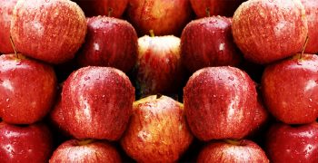 Chilean organic apple exports grow