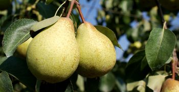 New Italian pear consortium aims to boost consumption