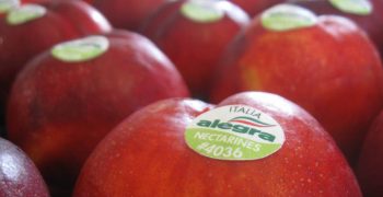 Alegra <em>adds value to Emilia-Romagna nectarines</em>