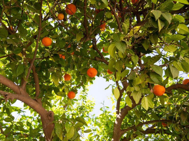 Record citrus crop for Morocco - Eurofresh Distribution