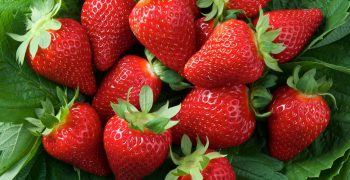 The CIV’s day neutral strawberry varieties increasingly appreciated in the UK GDO chains