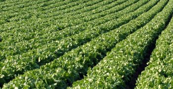 Organic production up by 20% in Spanish region of Murcia