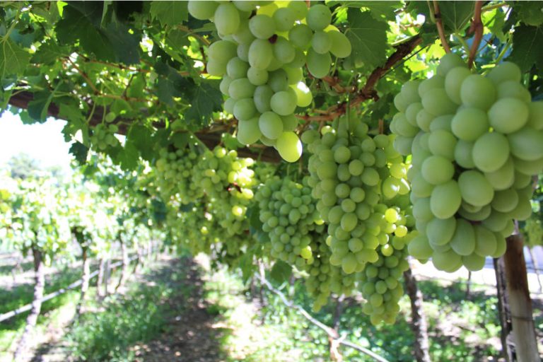 South African table grape sector primed for better season - Eurofresh ...