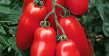 Mediterranean tomatoes offer <strong>unique taste sensations</strong>