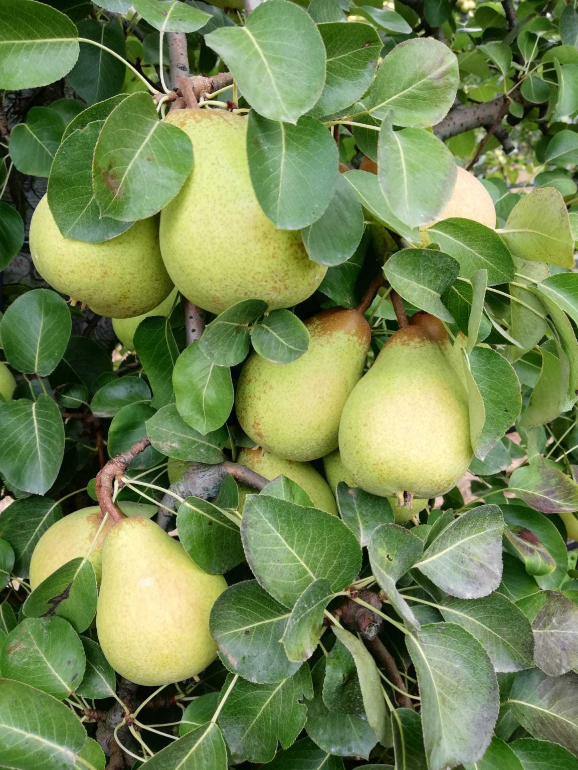 PDO Rocha Pear offers certified quality